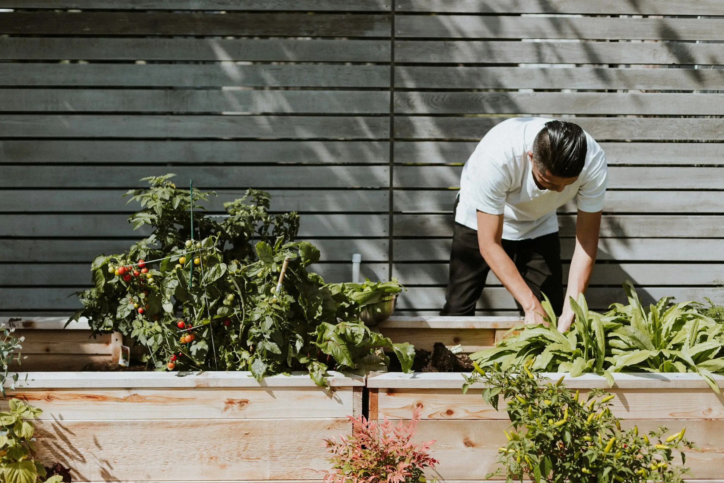 Crew member planting shrubs in a freshly prepared garden bed