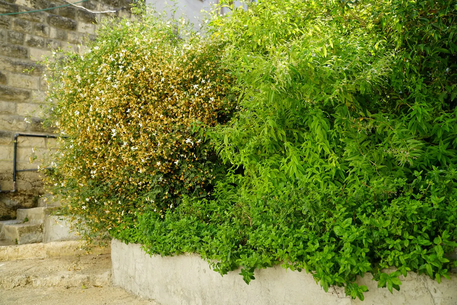 Landscaping project 5