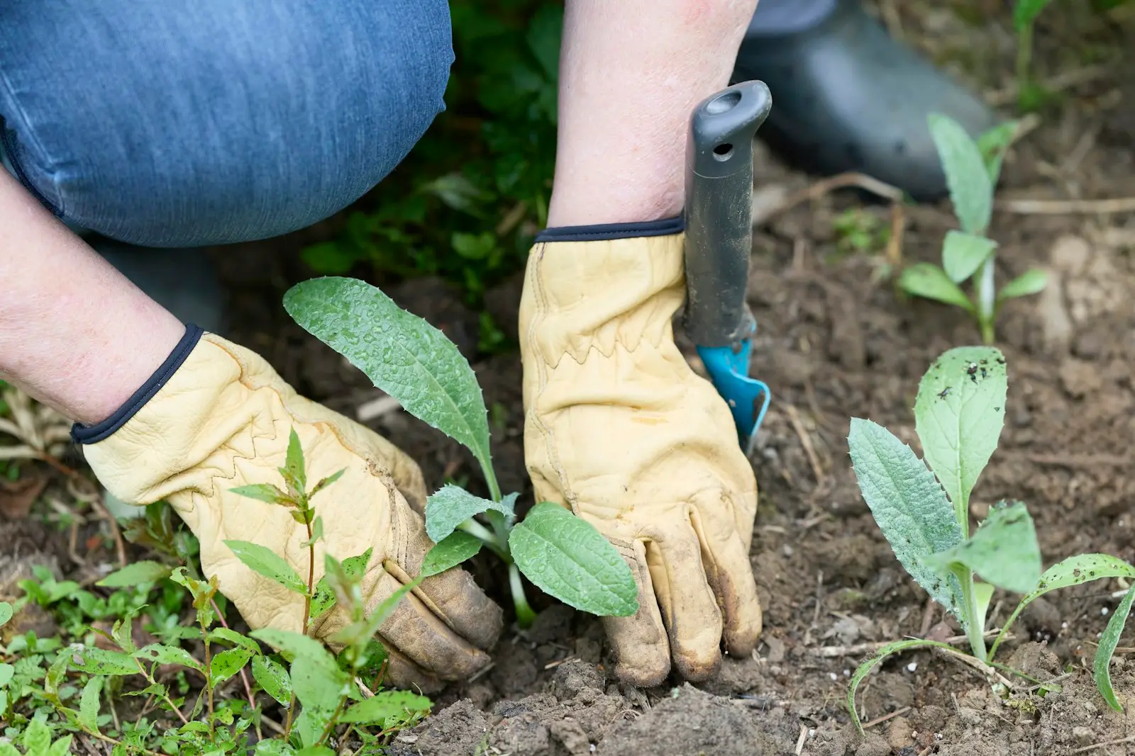 Garden Maintenance project 6